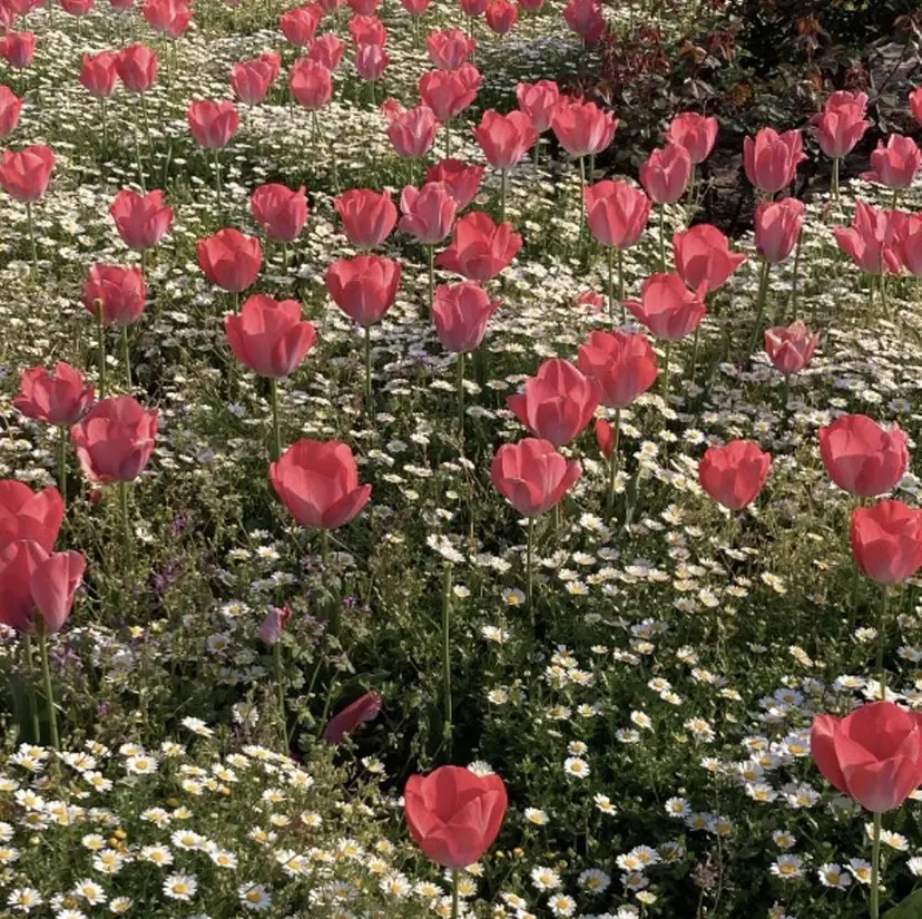 ピンクカラー🎀 米津 美佑の掲載