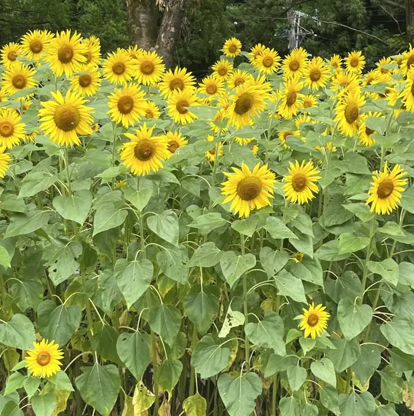冨田 昌亮の掲載