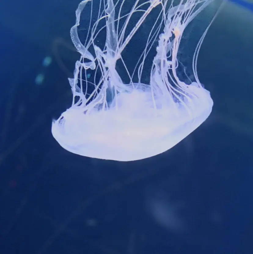 ふじみ野mellow saoriの掲載