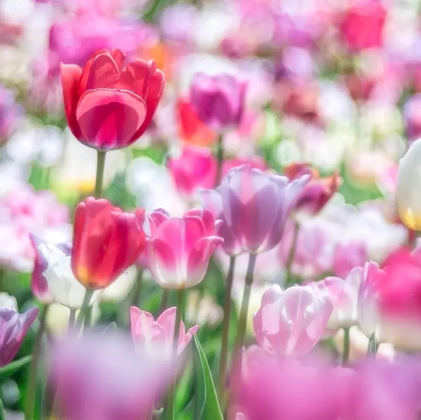 瀬戸口 千香子の掲載