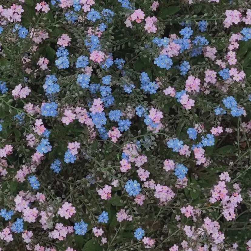 青山 月香の掲載