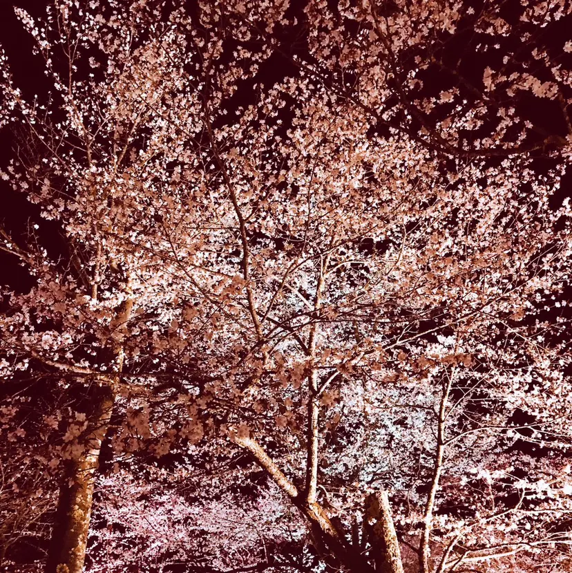 佐川 穂華の掲載