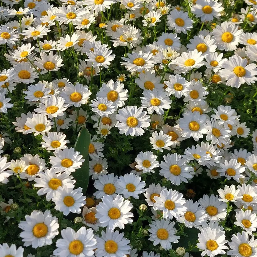 岡井 桃花の掲載