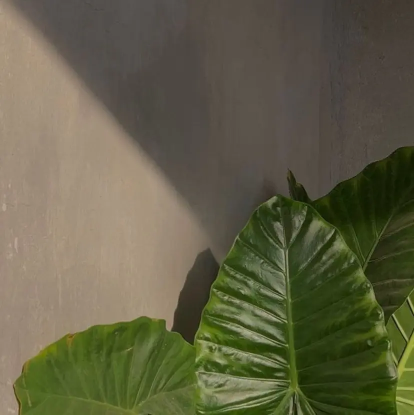 ✨透明感カラー・ 縮毛矯正✨谷野宏太の掲載