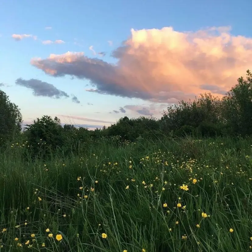 risa / base hairの掲載