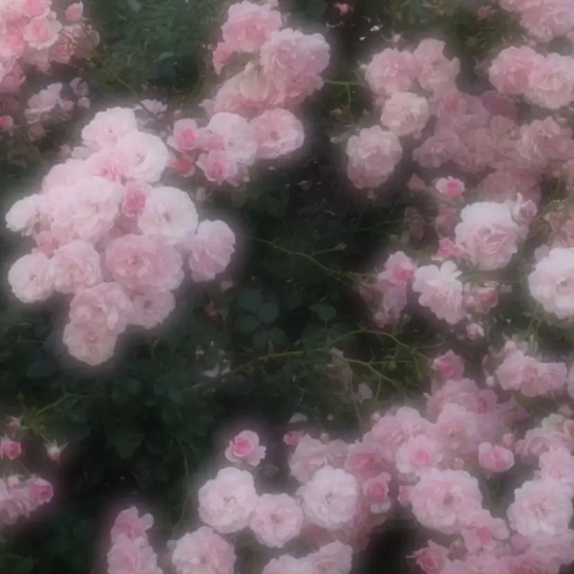 🎀マリーテレジア OKAZAWA🎀の掲載