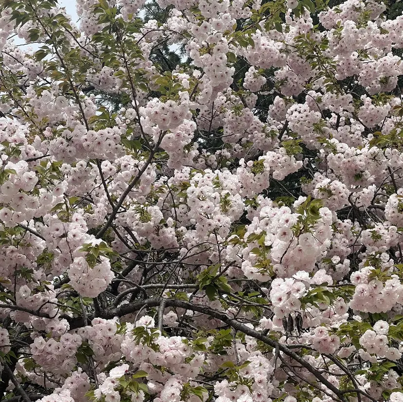 山口 彩乃の掲載