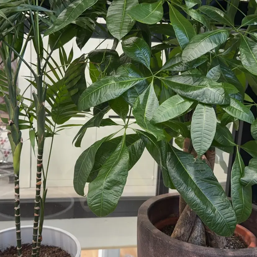 💎💎JiJi 💎💎の掲載