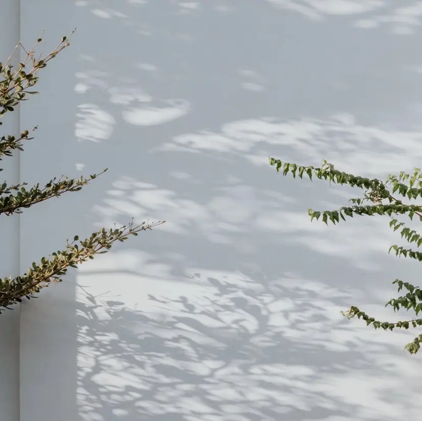 Mau (マウ)の掲載