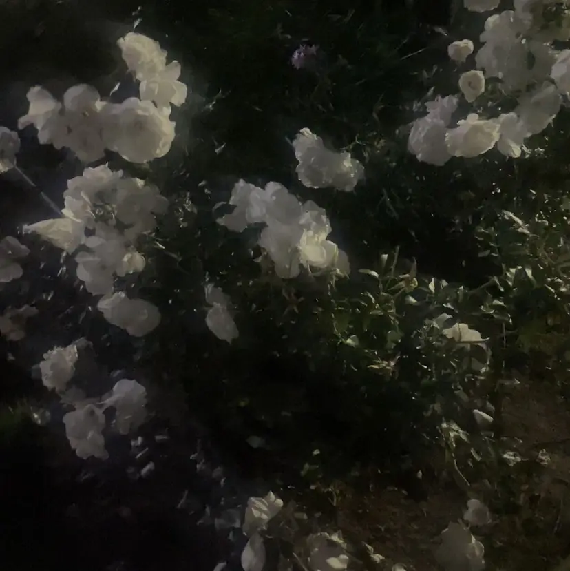 Rin ⟡.·𝜗𝜚の掲載