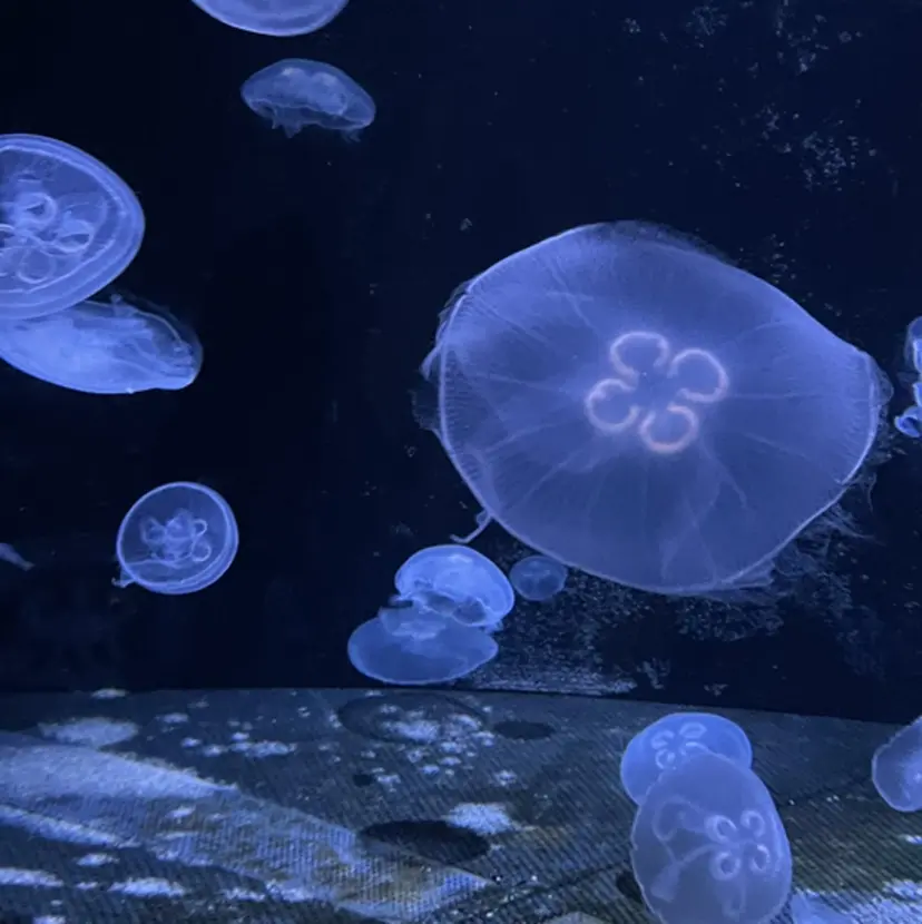 アカリ😸🫶 カラーリスト🧡の掲載