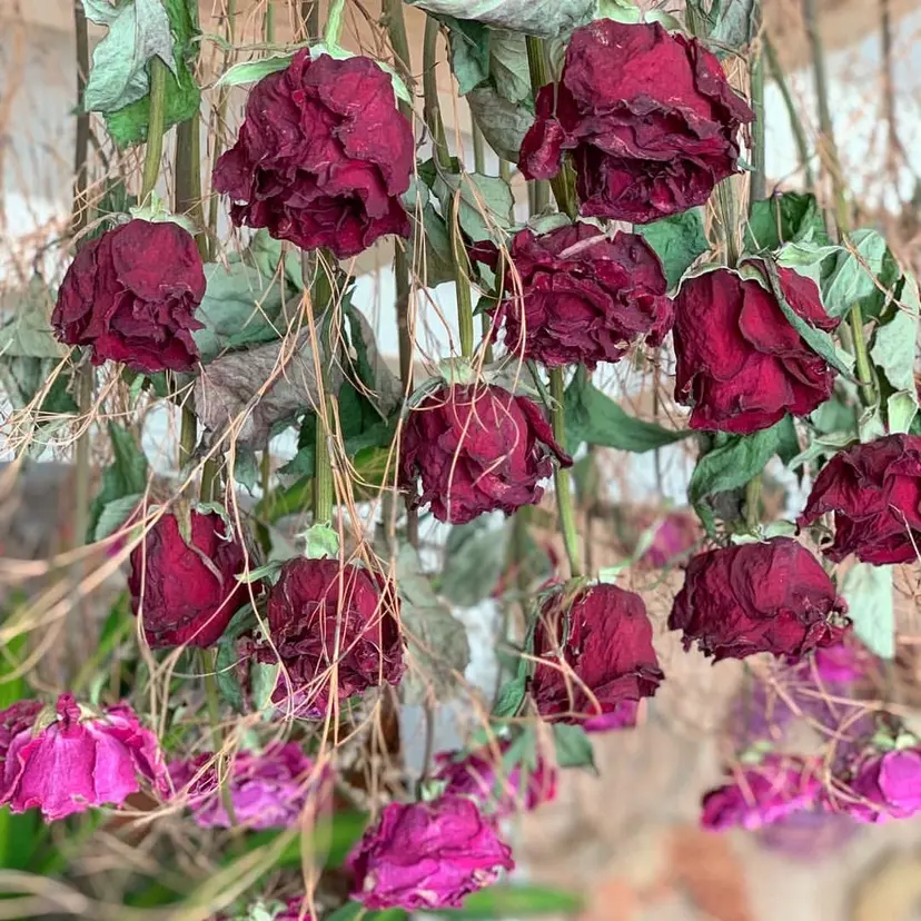 💎モデル募集中❕ Haruka🦋の掲載