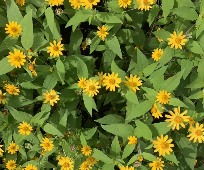 石井 智美の掲載