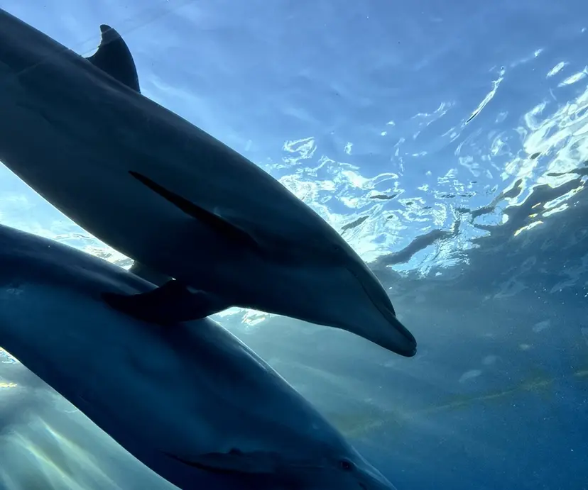 VENUSBELT 杏の掲載