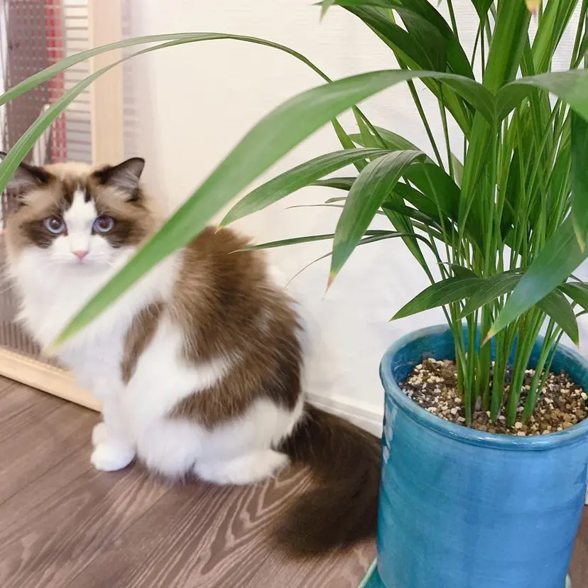 Ｋｏｒｏｒ🌷 コロールの掲載