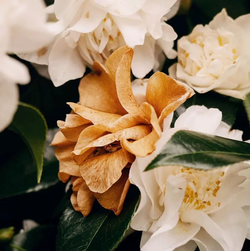 緒方 つばさの掲載