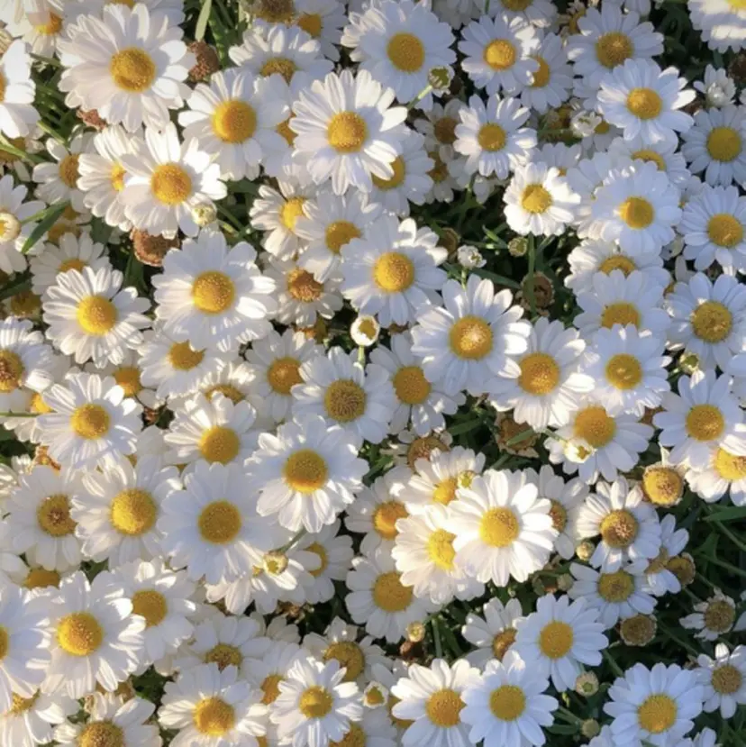 LUCULIA🩰☁ eyelistの掲載