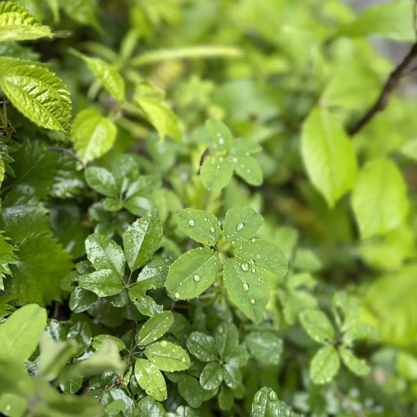 OAK兵庫 Fuwariの掲載