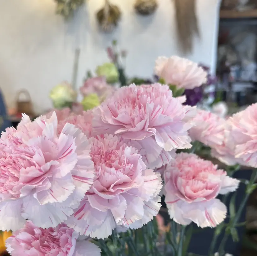 🤍momoka 🌸🤍の掲載