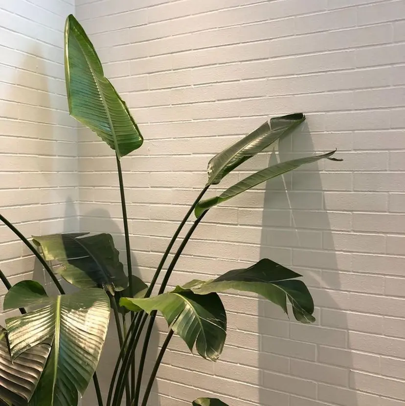 韓国束感まつ毛 💫 北浜/Rumiの掲載