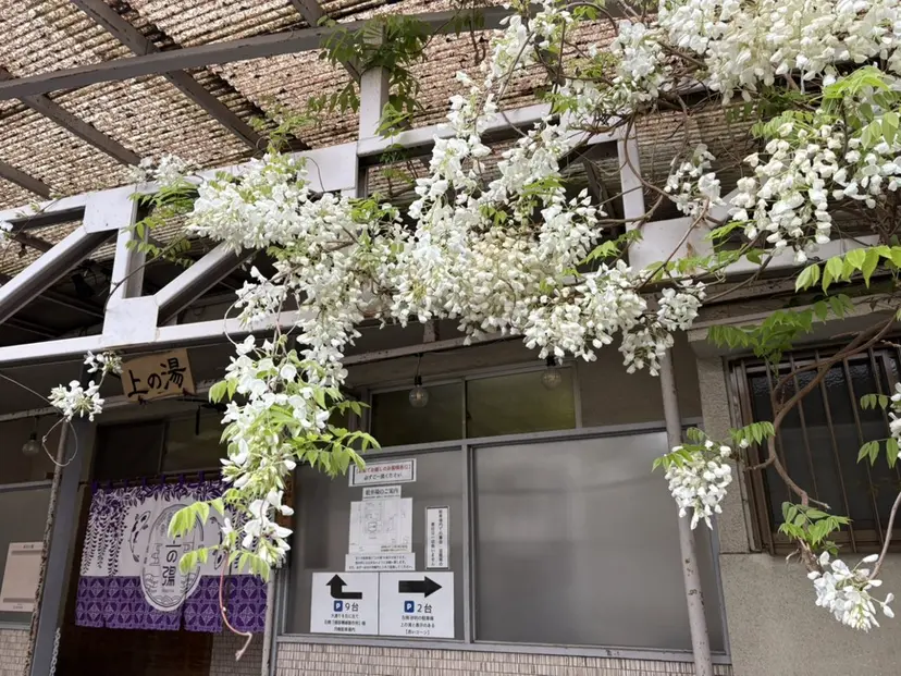 津久井 美紅の掲載