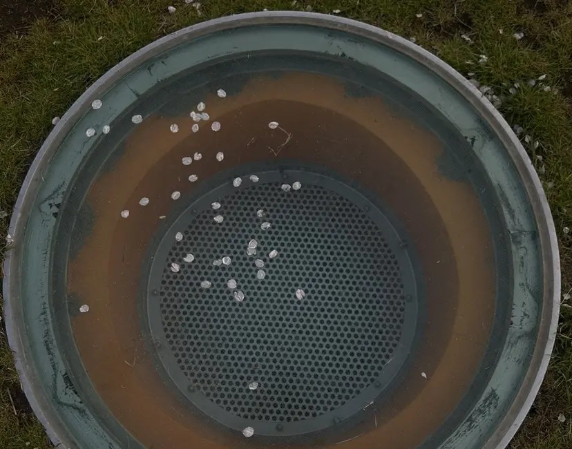 CHISATO ⠀の掲載