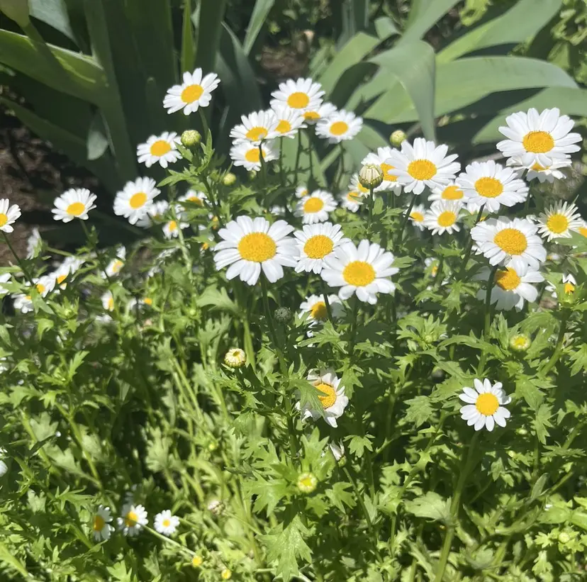 海老名で可愛いを作る 🫧shuri🫧の掲載