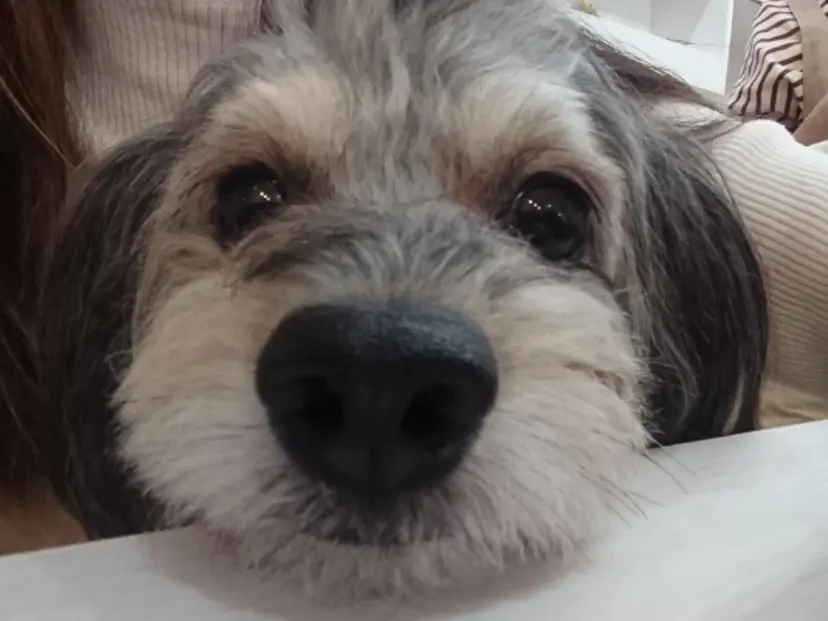 中野 智美の掲載