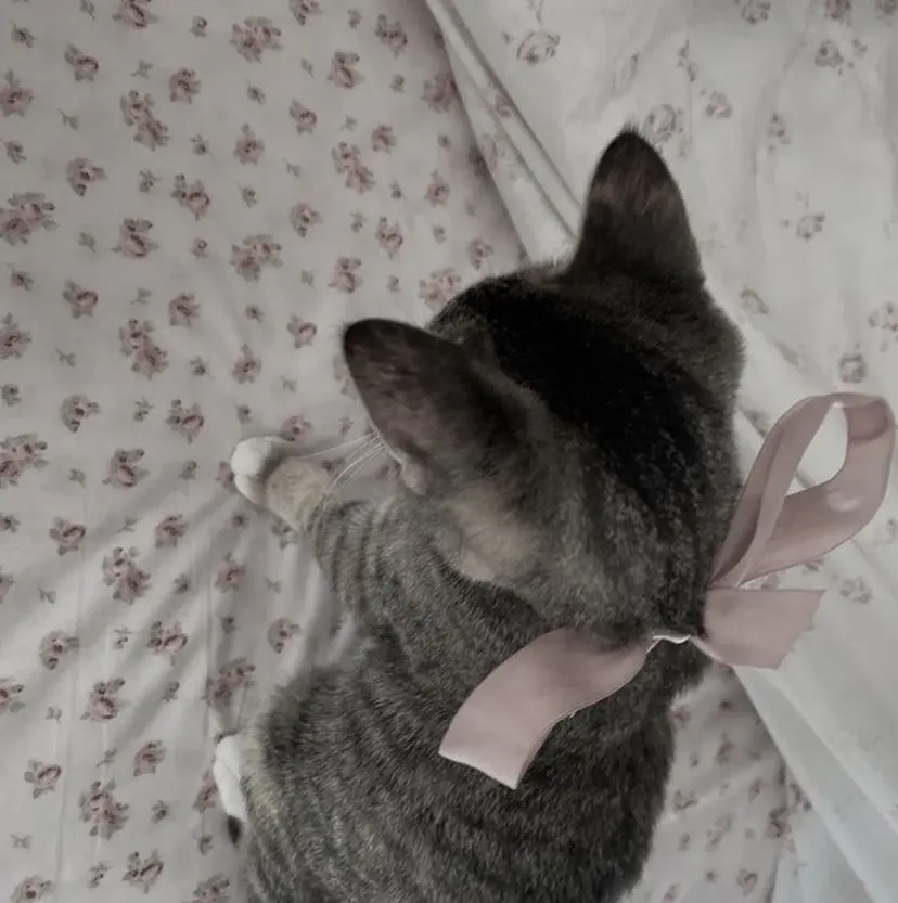 girly hair 💗SHINO💗の掲載