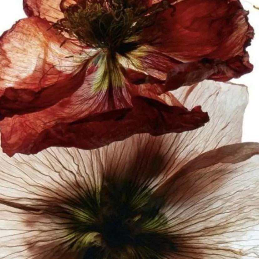 綾香 /透明感カラーの掲載