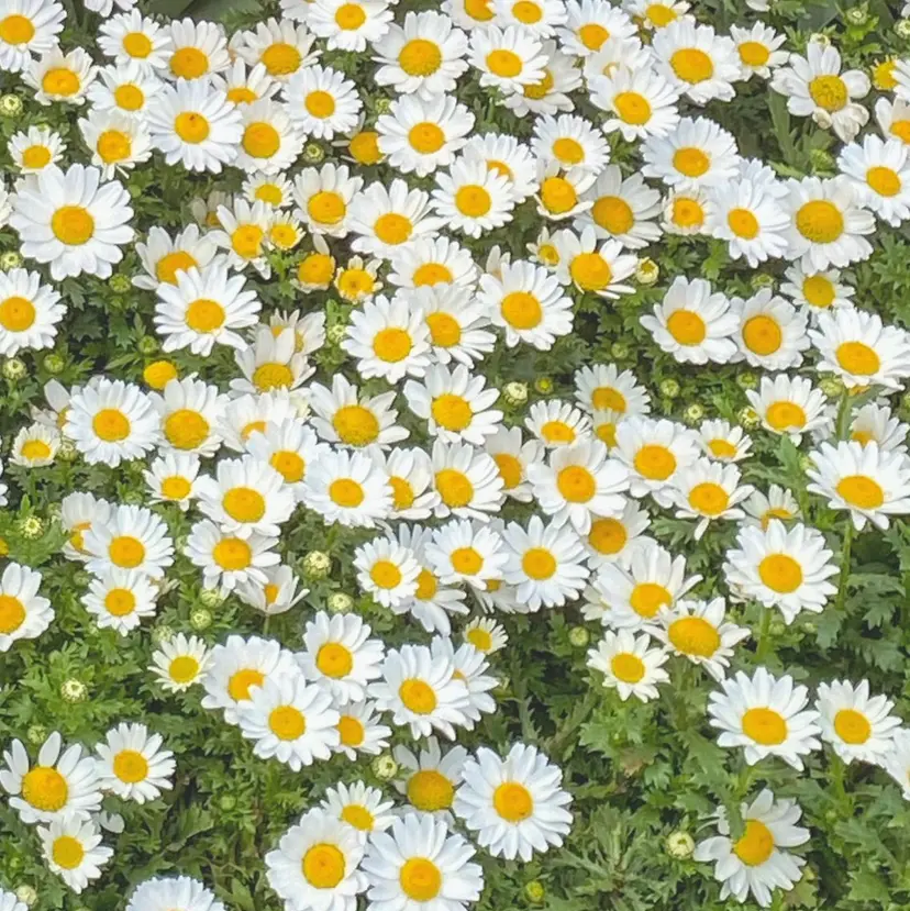 alice tokyo伊藤★の掲載