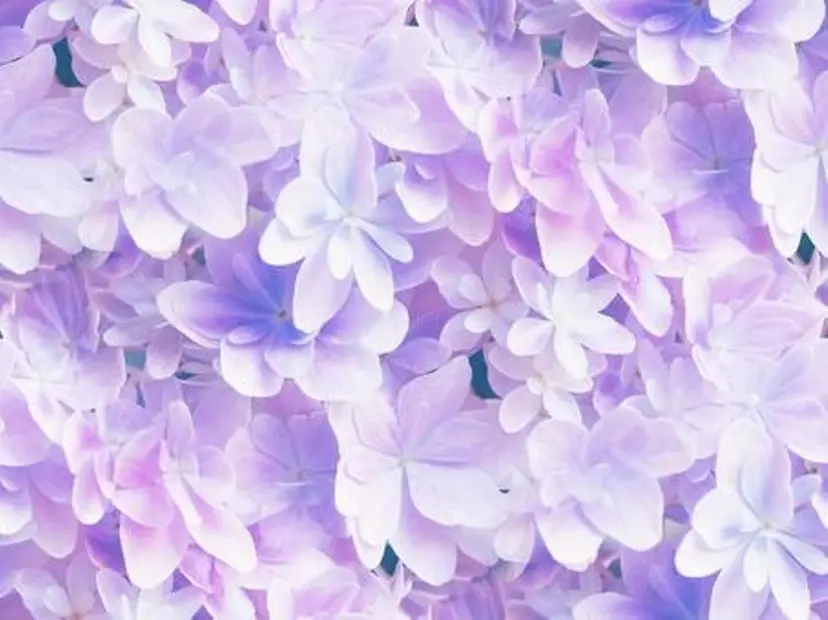 Belle 八王子の掲載