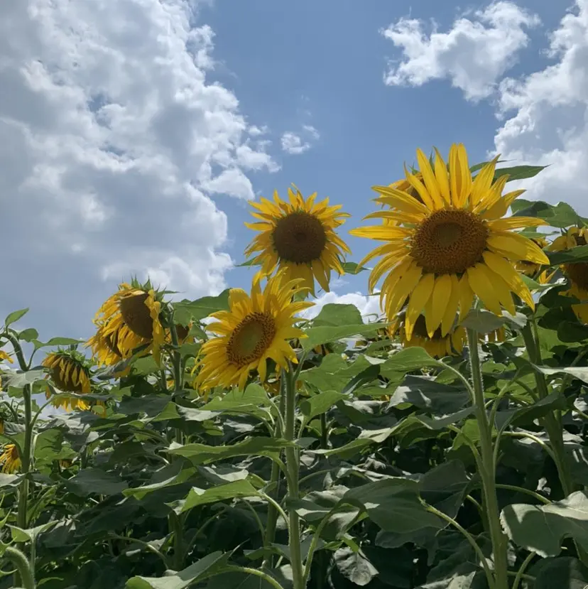 山内 菜摘の掲載