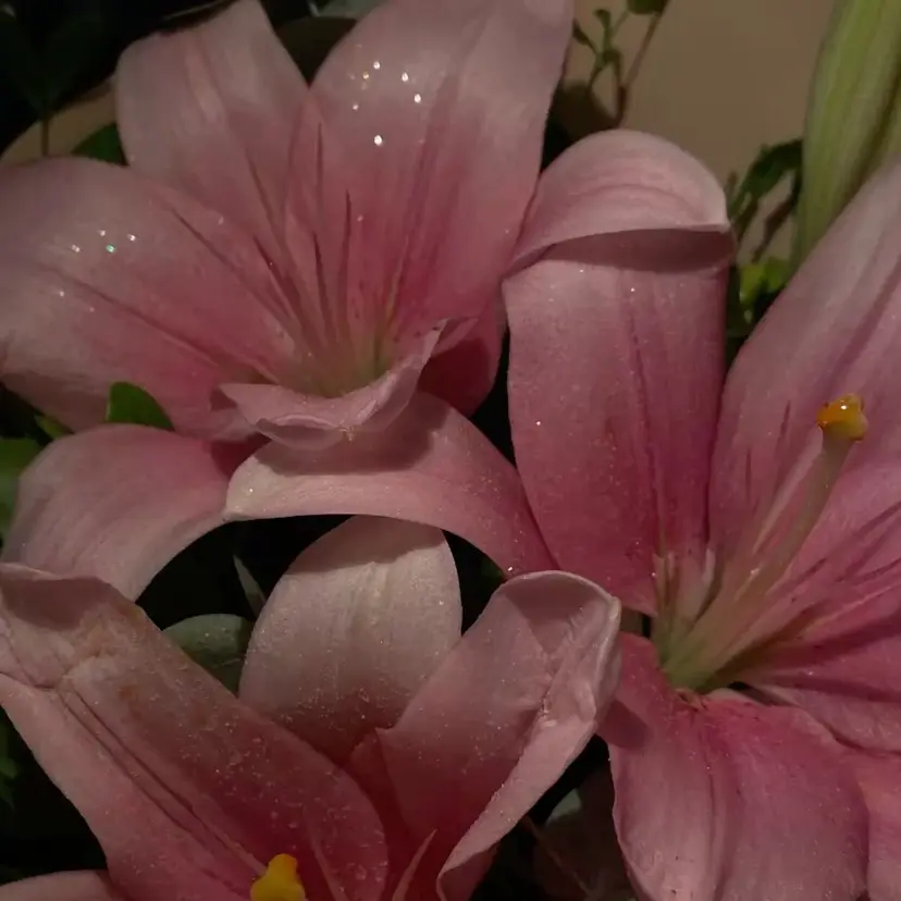 ⟡.·momo⟡.· 4月予約受付中の掲載