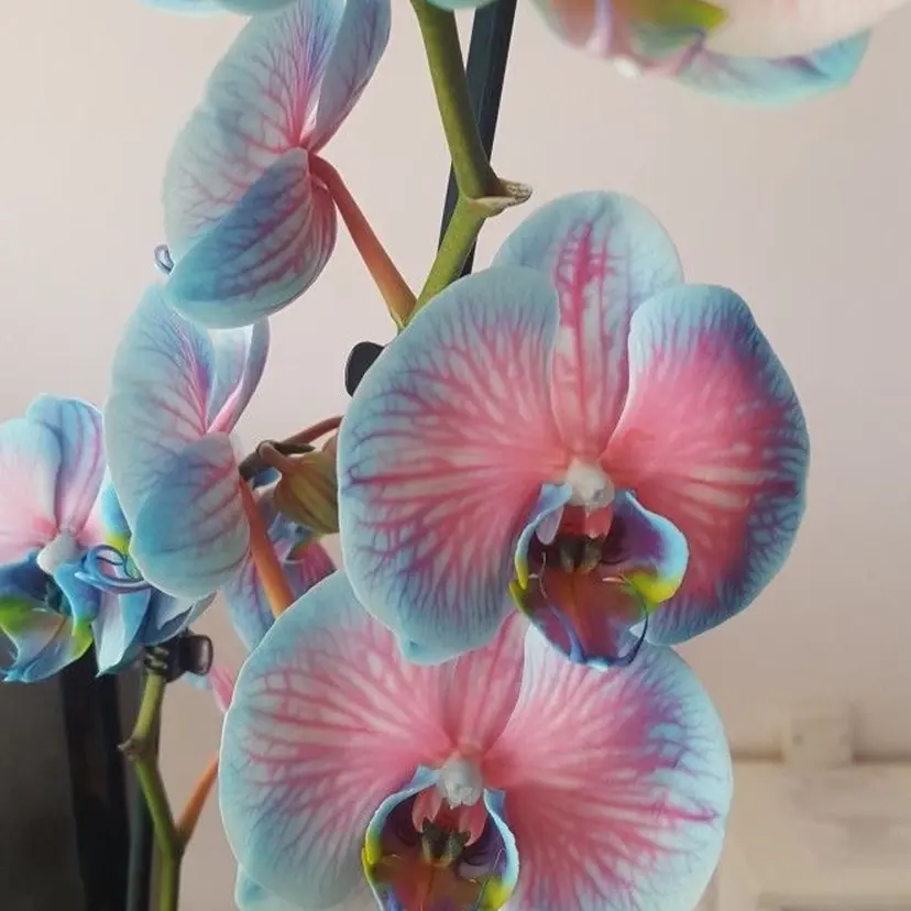 透明感カラー/縮毛/ chino🍀の掲載