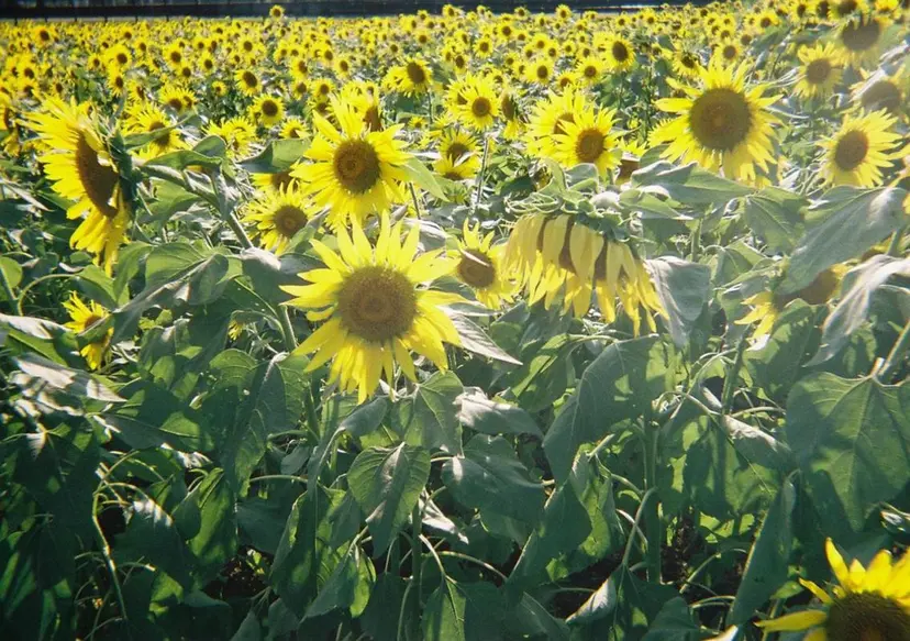 garden yuunaの掲載