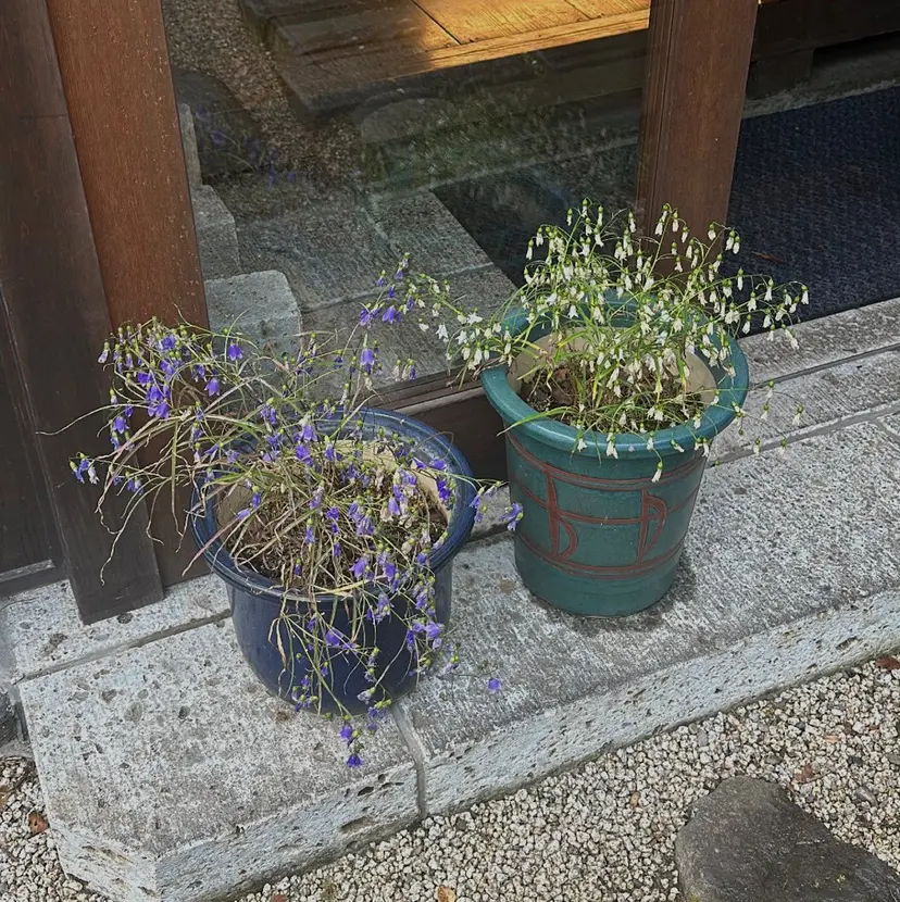 【Lien】 AYUの掲載