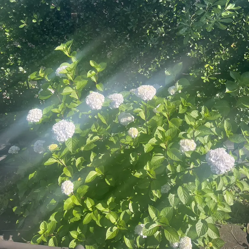 ᴛᴏᴍᴏᴋᴀ / ᴄʜᴇʀɪの掲載