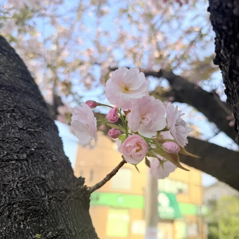 ♥️JiJi ♥️の掲載