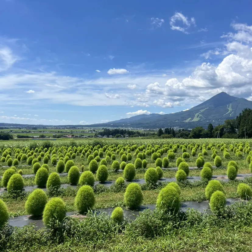 上野台 彩加の掲載