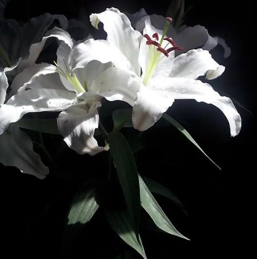 タジリ アヤセの掲載