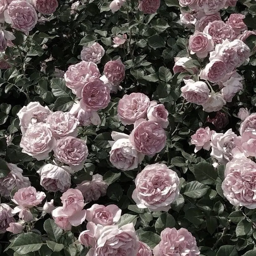 山口 詩乃の掲載