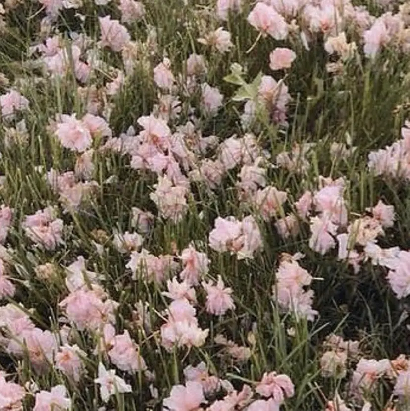 unefleur💞 hanayoの掲載