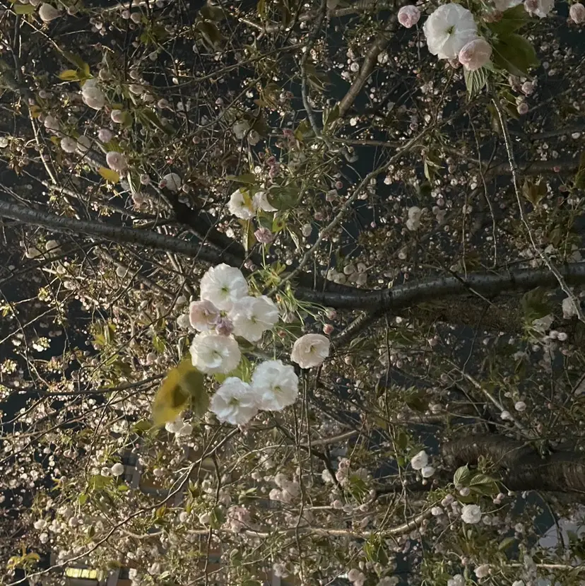 Bianca🫧 SHIMIZU🩰の掲載