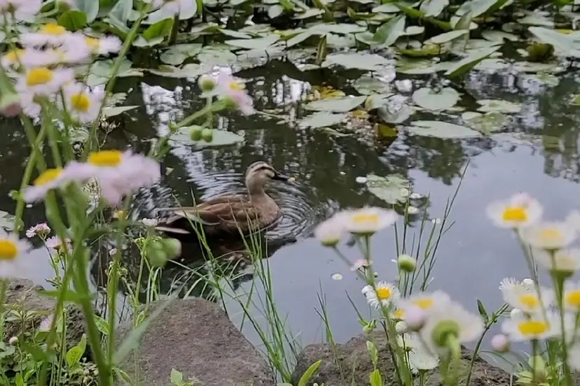 無料カットモデル/ セット/COCOKAの掲載