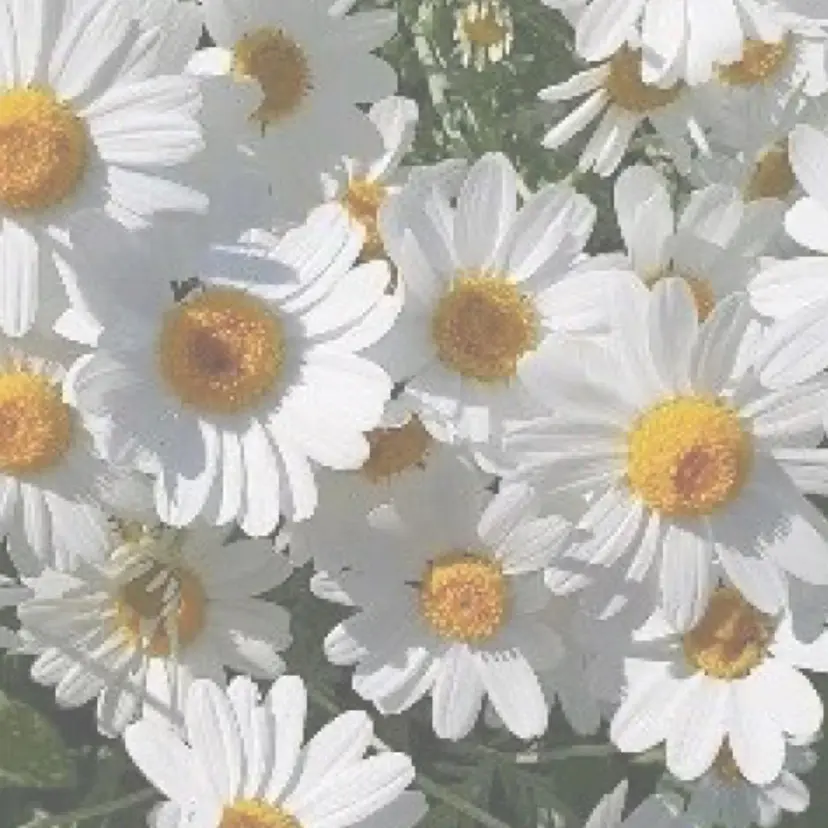 なみまきパーマ/ボブ パーマ🌼杉田 萌恵の掲載