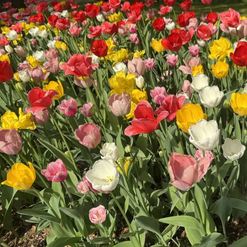 Luana Hinataの掲載