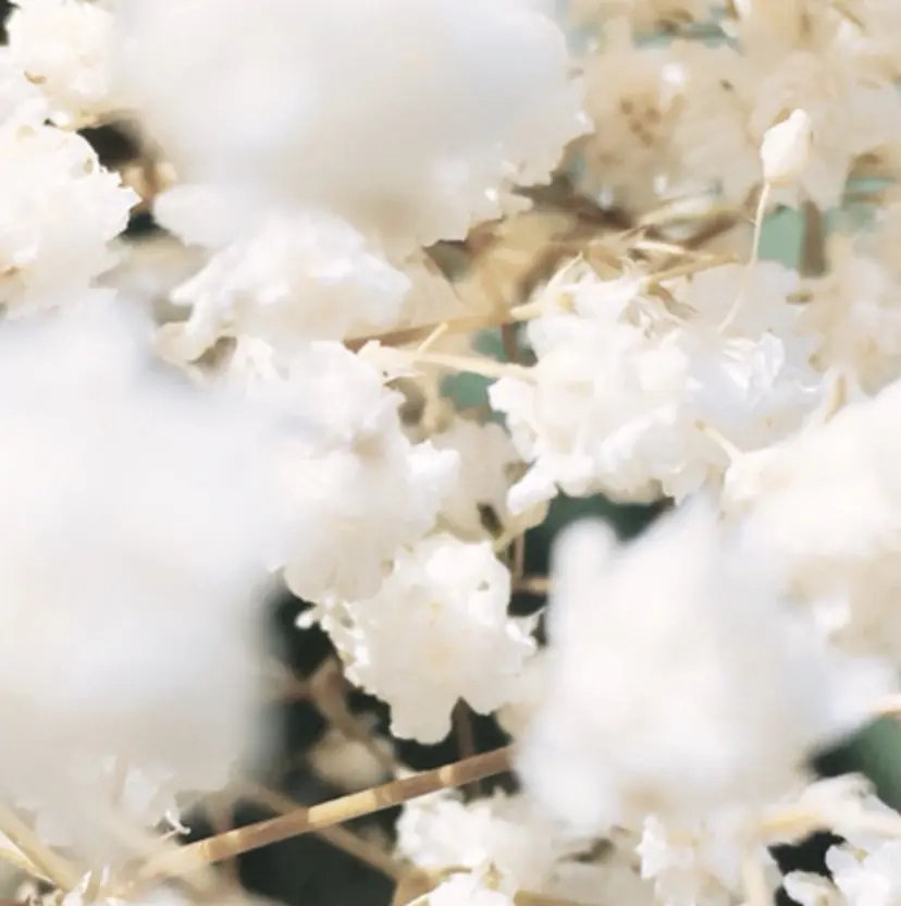 SERINA/ウルフ 、デザインカラーの掲載