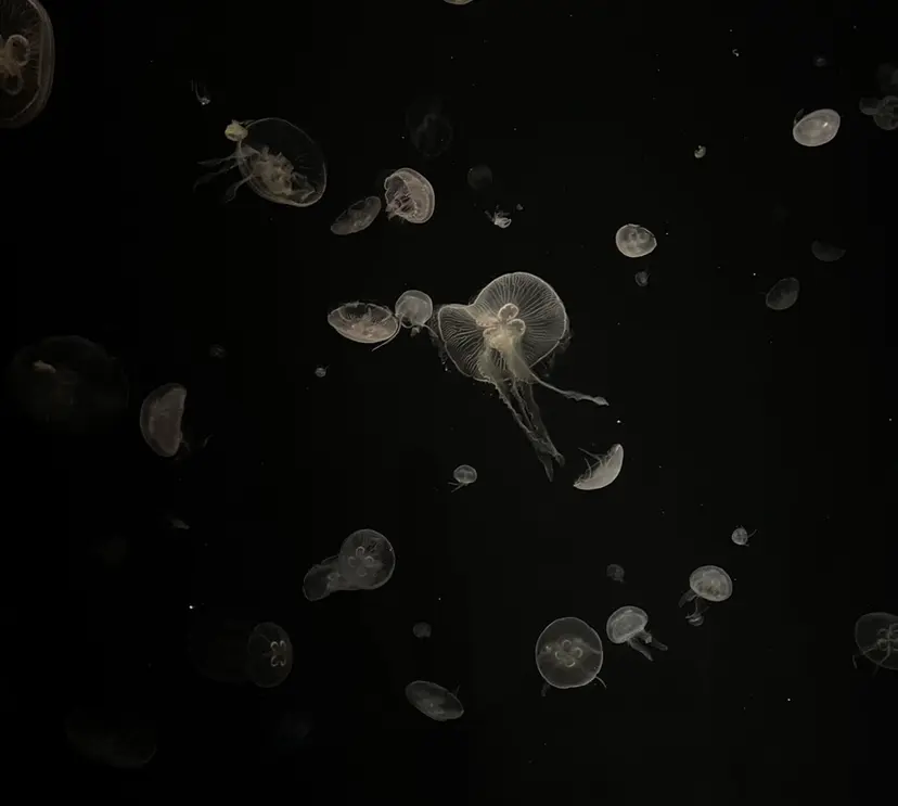 滋賀/大津/瀬田 林  遼河の掲載