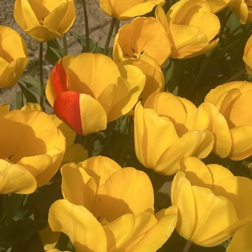 Loa いからしの掲載